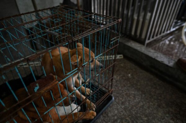中国の各地での猫や犬の捕獲行動　年間5千匹の目標立てる所も
