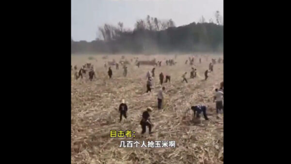 またも民衆による集団略奪　付近の村民が「トウモロコシ畑を襲う」＝中国 河南