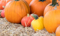 米国大学時計台の頂点のかぼちゃ　ハロウィーン伝統の謎