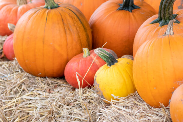 米国大学時計台の頂点のかぼちゃ　ハロウィーン伝統の謎