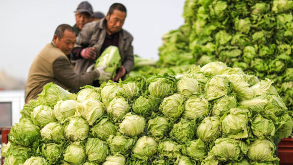 各地の農家「畑で腐らせても収穫しない」　経済低迷で野菜価格が底をついた＝中国