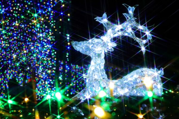 ツキノワグマ、米フロリダ州でクリスマスのトナカイの飾りを民家から盗む