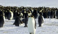 鳥インフルが南極で拡散、野生生物に甚大な被害の恐れ＝報告