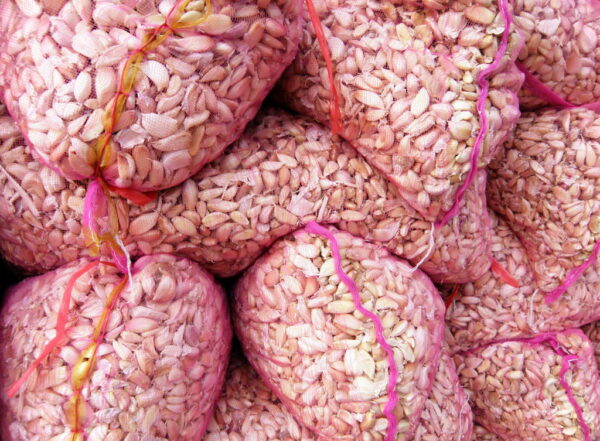 人糞や強制労働で栽培…米議員、中国産ニンニクの輸入禁止法案を発表
