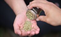 米で合法化広がる大麻　ブームの裏で見過ごされている健康リスク