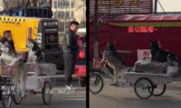 消えた移動屋台の三輪車　捕まったのは「意外な犯人」だった＝中国 安徽