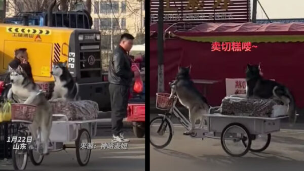 消えた移動屋台の三輪車　捕まったのは「意外な犯人」だった＝中国 安徽