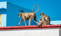 猿によるスマホスリ　観光客が物々交換で取り戻す