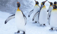 南極で珍しい白いペンギンが目撃される