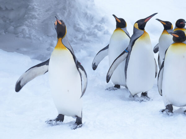 南極で珍しい白いペンギンが目撃される