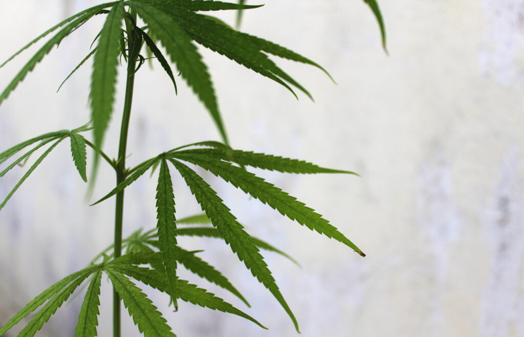 日本でも一部合法的使用が認められた大麻…「遺伝子変化させうる可能性」＝研究