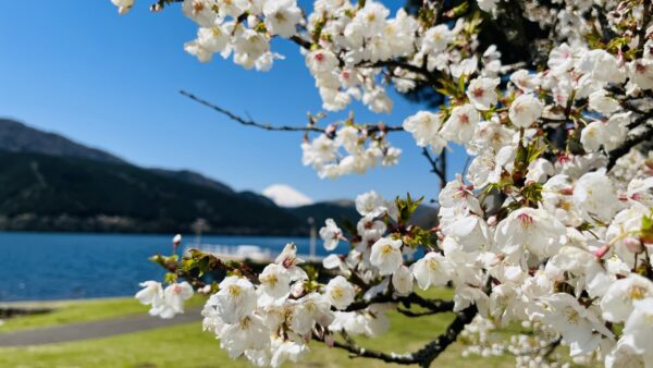 【箱根園】芦ノ湖畔で一足『遅い』桜満喫お花見体験