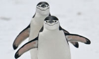 南極大陸で初の高病原性鳥インフルエンザ確認、ペンギン群に脅威