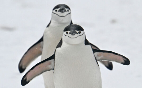 南極大陸で初の高病原性鳥インフルエンザ確認、ペンギン群に脅威