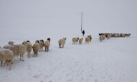 モンゴル国で雪害被害　日本、緊急援助物資供給