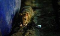 ネズミの尿からうつる「レプトスピラ症」　米ニューヨークで急増