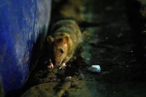 ネズミの尿からうつる「レプトスピラ症」　米ニューヨークで急増