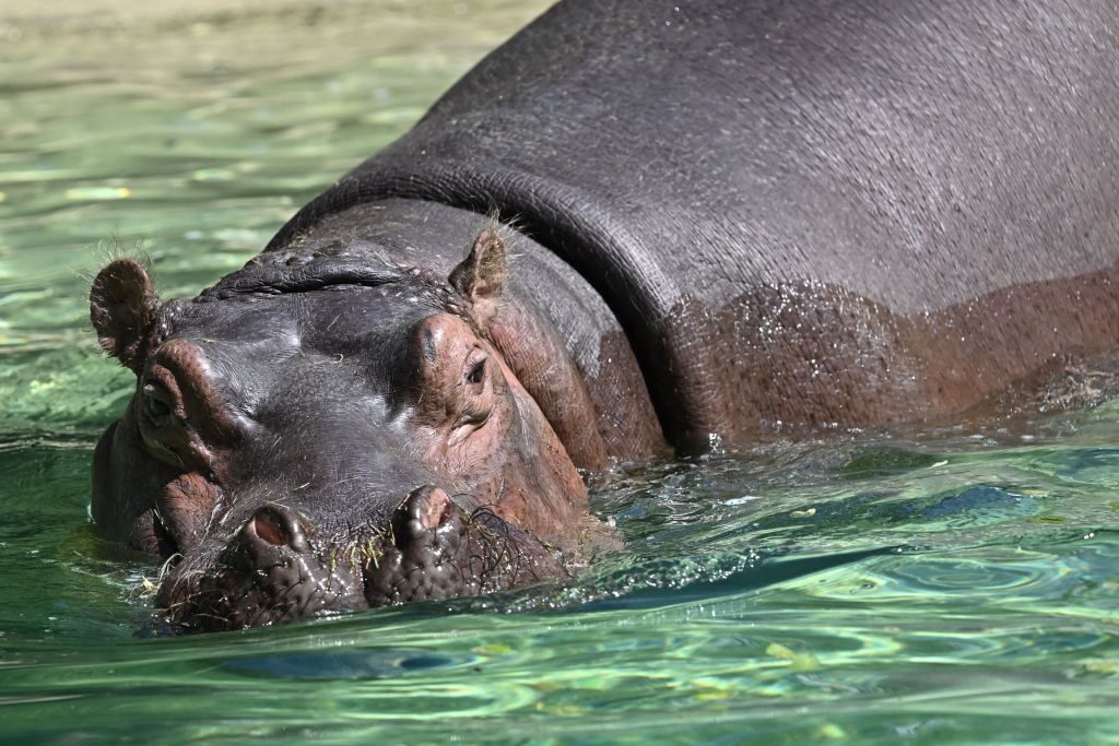 天王寺動物園の人気者カバ「ゲンちゃん」…なんと「メス」だった　DNA鑑定で判明