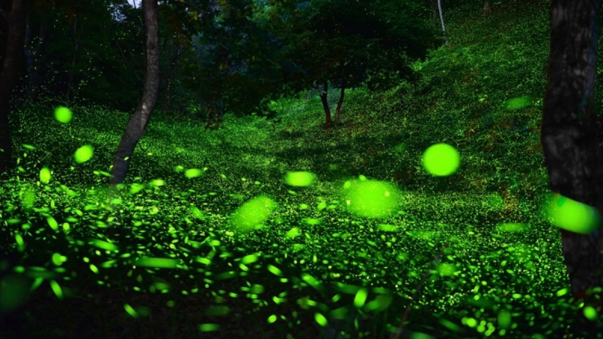 台湾に数十種類以上が生息、ホタル観賞のベストシーズンはいま