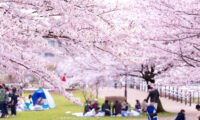 清明節：日本各地では桜を楽しむのに、沖縄だけ祖先を祭る理由とは？