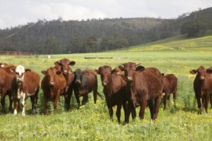 O157汚染の可能性で牛ひき肉1万6千ポンド以上を全米でリコール