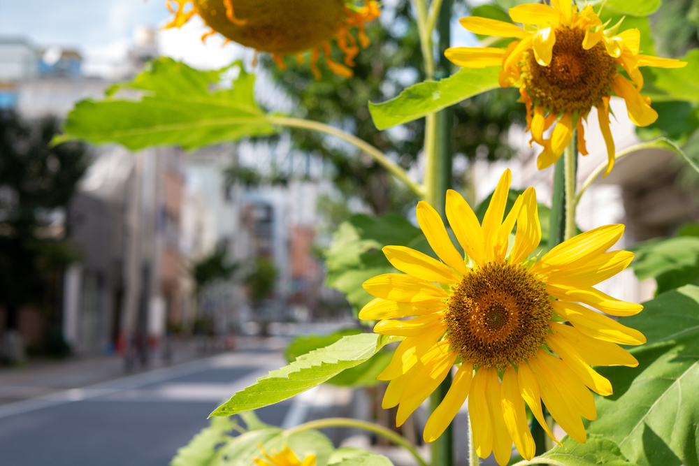 日本政府　今夏の酷暑に向け、電気・ガス料金への補助を検討　燃料油価格激変緩和措置の継続も＝経済産業大臣
