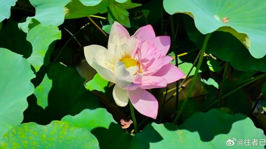 中国の珍しい2色のハスの花　惜しくも摘み取られる