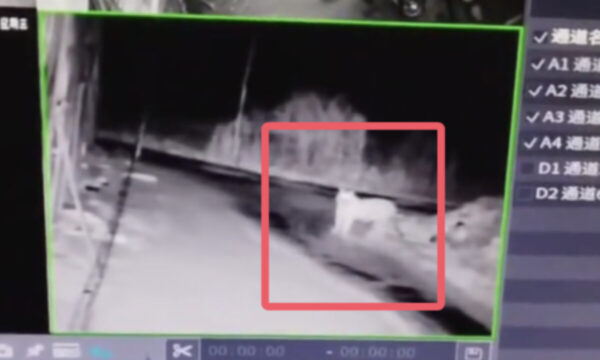 村にアムール虎が出没＝中国・黒竜江省