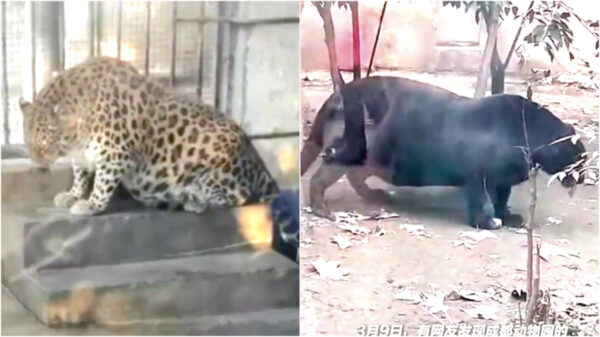 お腹が地面に「落ちてる」　中国の「肥満動物園」