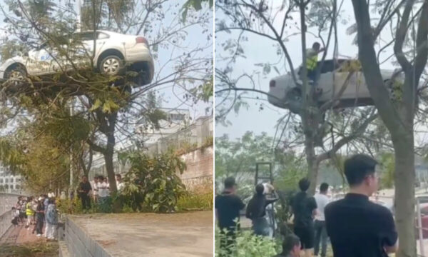 「車を木に登らせた」中国の自動車教習所【動画あり】