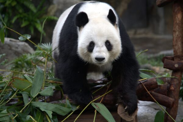 双子パンダ返還　「友好の象徴」と外交カードのはざまで