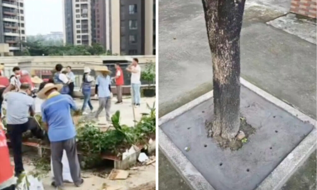 菜園に「コンクリ」　下水道に「鉄網」　当局の「蚊殲滅大作戦」に市民はあきれる＝中国・広東省【動画あり】