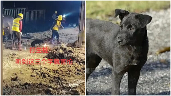 犬を「生贄」に　中国中央企業の残虐な儀式に非難噴出【動画あり】