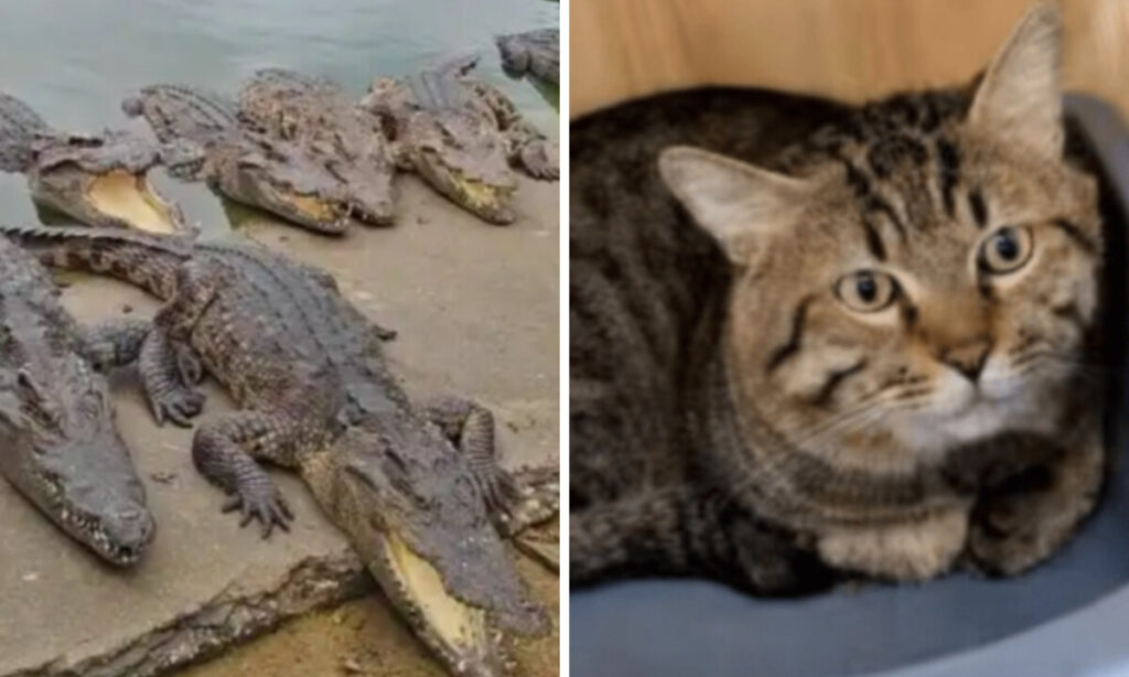 借金で差し押さえられる命たち　ワニから猫まで強制競売される中国の現実