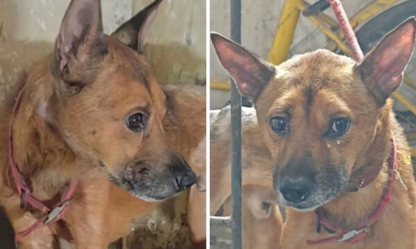 飼い主の遺体を1週間守り続けた犬　涙で別れを告げる【動画あり】＝中国