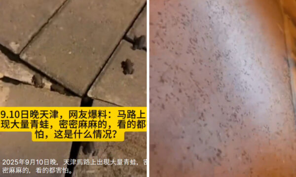 中国・天津の道路に大量のカエル出現　「地震の前触れか」と不安広がる【動画あり】