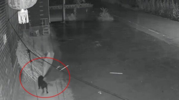 大雨から干しゴマを救った「恩返し犬」＝中国【動画あり】