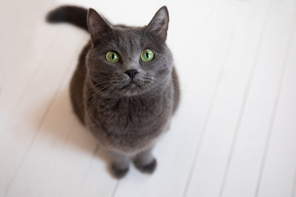 猫も認知症になる？　専門家が語る8つの兆候