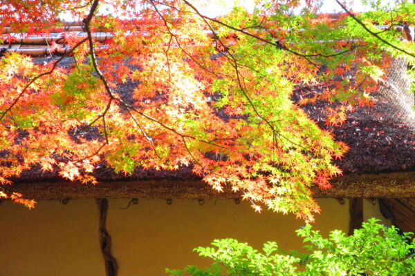 秋分が教える天地調和の知恵 ― 老子の「和の気」と現代養生