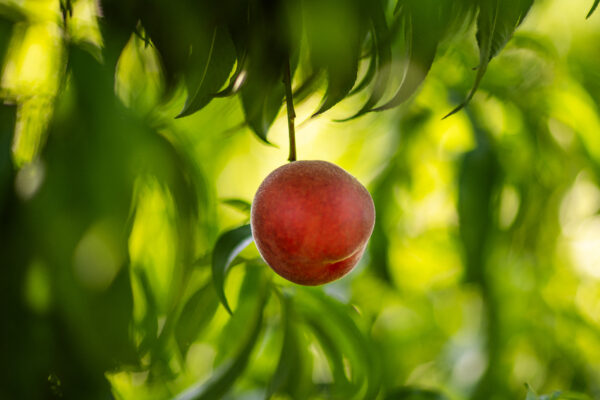 アメリカの農家が世界で一番重い桃を栽培、ギネス世界記録に認定