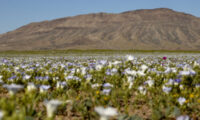 世界一乾燥した砂漠に奇跡の雨　壮大な花の絨毯が出現