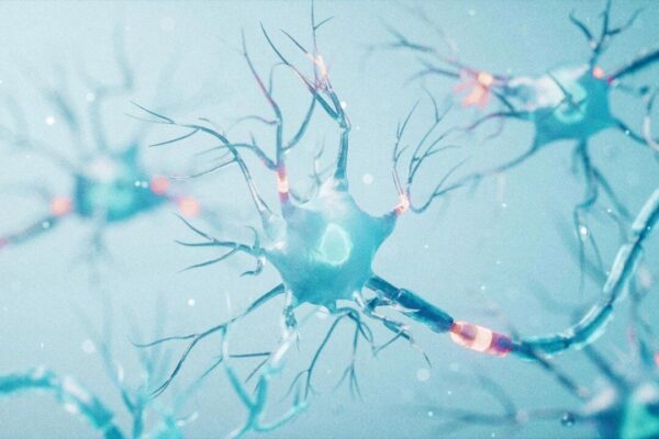 筋肉を超えて：タンパク質が神経系を支える仕組み
