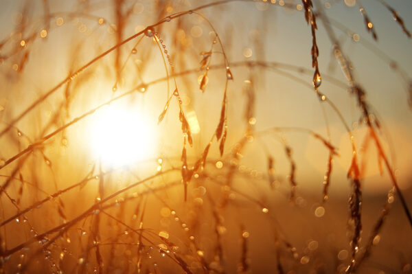 「雀大水に入って蛤となる」——寒露にあらわれる自然の変化と貝の季節