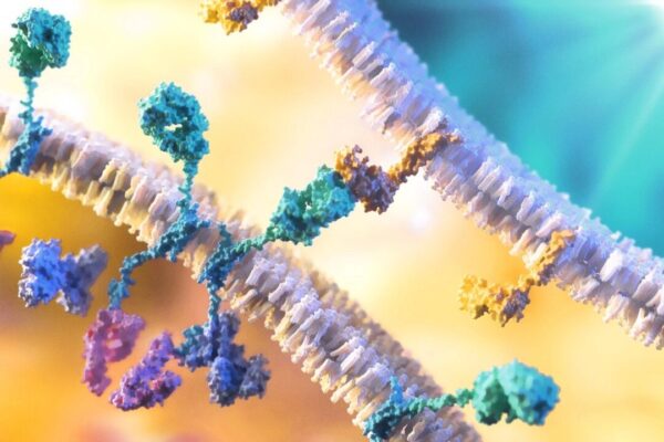 免疫療法：免疫系が関わるがんとの闘いを助ける力
