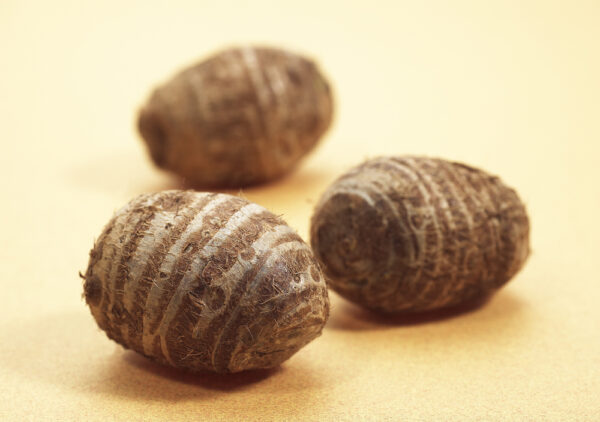 秋の終わりの「土用」――里芋で体を温め、湿を祓う