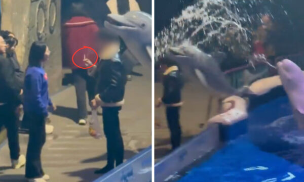 中国の海洋館でまさかの光景　ルール無視の喫煙男に白イルカが「制裁のひと噴き」
