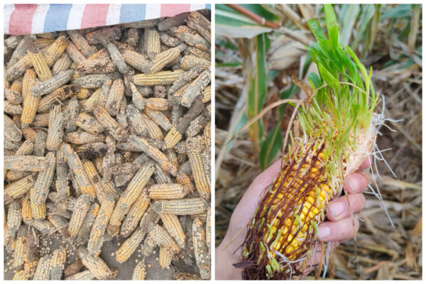 穀物腐敗の不安 食卓に近づく見えないリスク＝中国