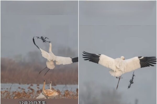 中国でツルがドローンを撃墜