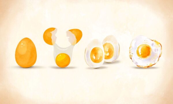 卵：脳と筋肉を支える完全タンパク質