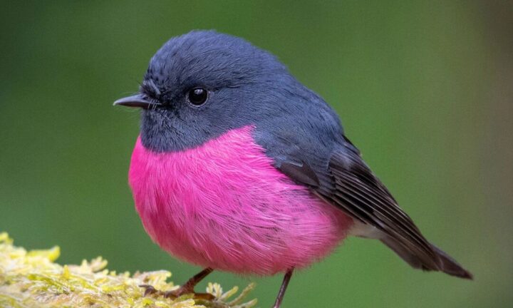 ネオンピンクの野鳥 豪州の森で出会った奇跡 | 鳥写真 | 野生動物